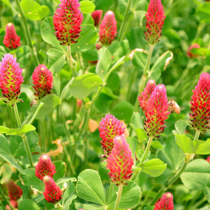 Crimson clover cover crop seed by Hudson Valley Seed Co., showing vibrant red blooms and lush green foliage.