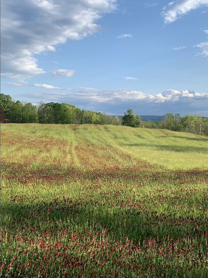 Crimson clover cover crop seed from Hudson Valley Seed Co., showing vibrant red blossoms and lush green foliage.