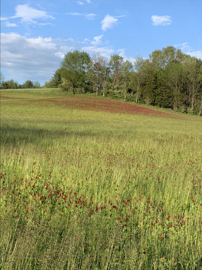 Crimson clover cover crop seed by Hudson Valley Seed Co., showing vibrant red flowering plants for soil enrichment and cover cropping.