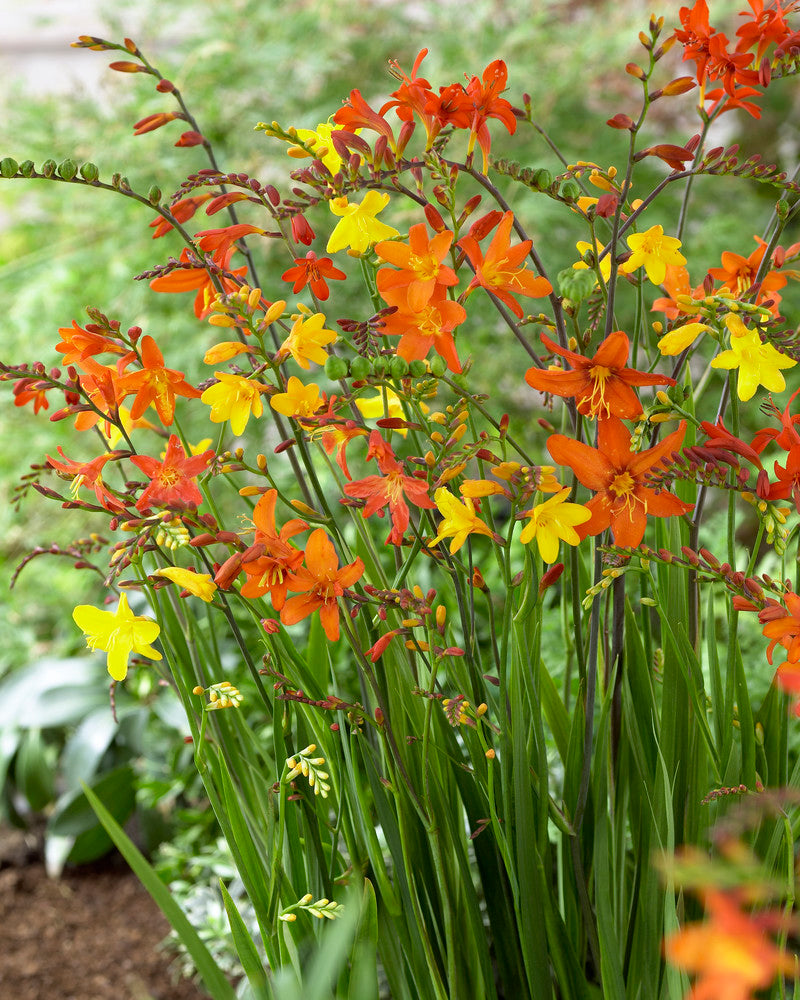 Vivid Crocosmia mixture of orange and red flowers in full bloom, showcasing vibrant garden flowers.