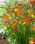 Vivid Crocosmia mixture of orange and red flowers in full bloom, showcasing vibrant garden flowers.