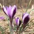 Bright purple Crocus minimus &