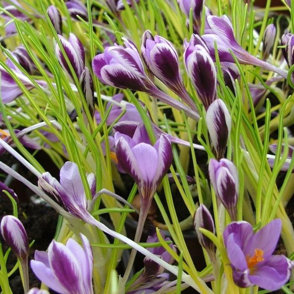 Close-up of Crocus minimus &