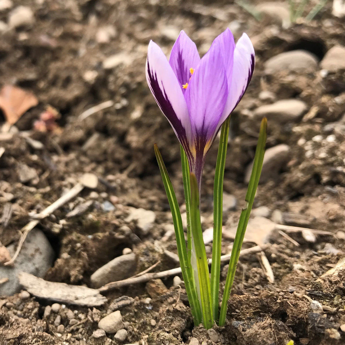 Crocus minimus &