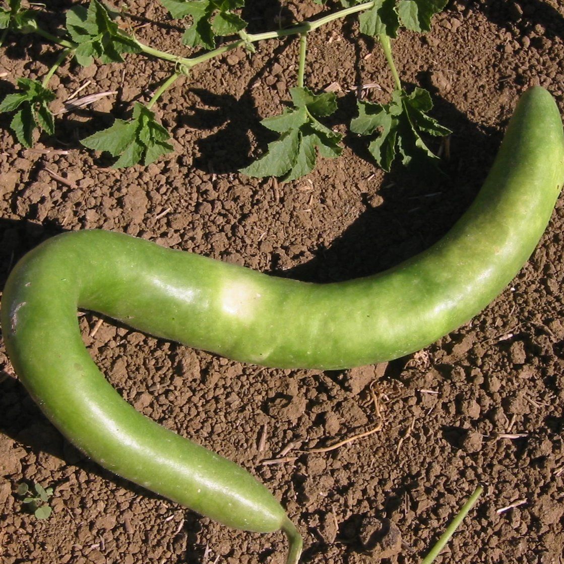 Fresh Cucuzzi gourd from Hudson Valley Seed Co., showcasing its elongated, vibrant green vegetable on a market vendor stand.