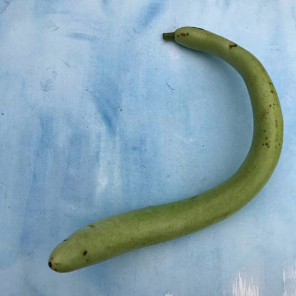 Cucuzzi gourd vegetable from Hudson Valley Seed Co., showing elongated, ridged green gourd with textured skin.