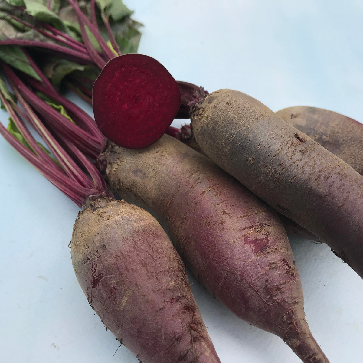 Fresh Cylindra beet vegetable from Hudson Valley Seed Co. with vibrant purple skin and elongated shape, ready for cooking or salads.