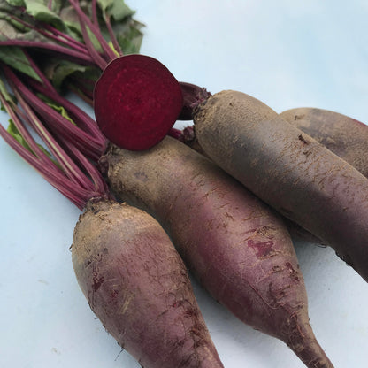 Fresh Cylindra beet vegetable from Hudson Valley Seed Co. with vibrant purple skin and elongated shape, ready for cooking or salads.