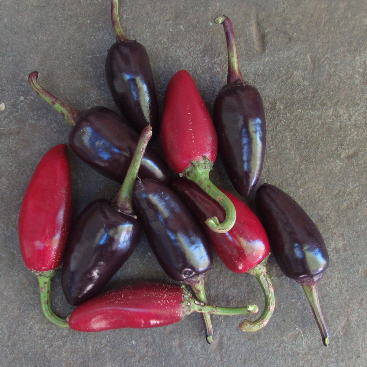 Czech black pepper vegetable from Hudson Valley Seed Co., shown as fresh, dark-skinned peppers with green stems on display.