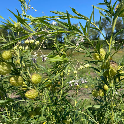 Close-up of hairy Milkweed flowers (Gomphocarpus) with soft, fuzzy buds and delicate petals showcasing natural bloom details.