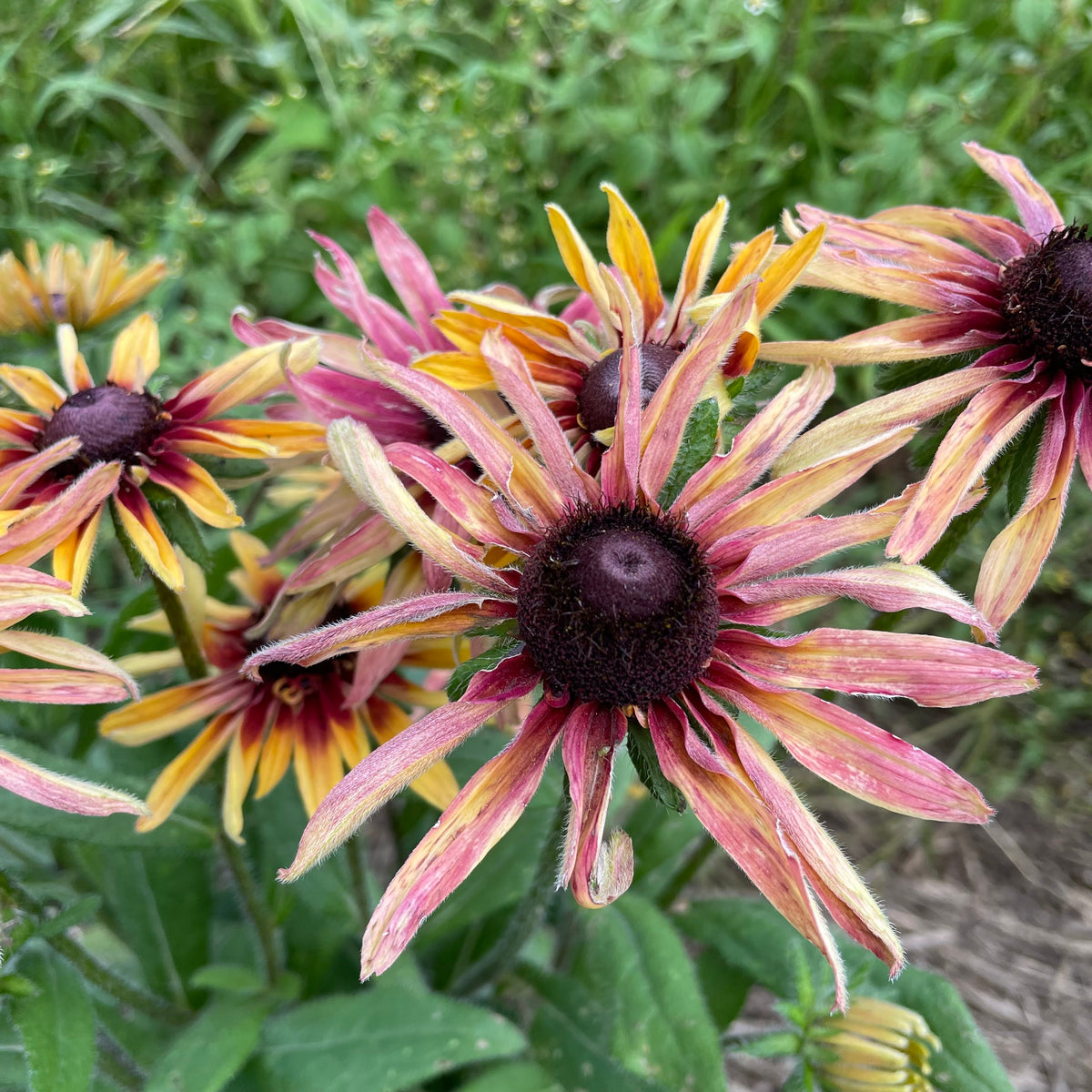 Close-up of caramel-colored Rudbeckia flowers, showcasing vibrant petals and dark centers, from an unknown flower brand.