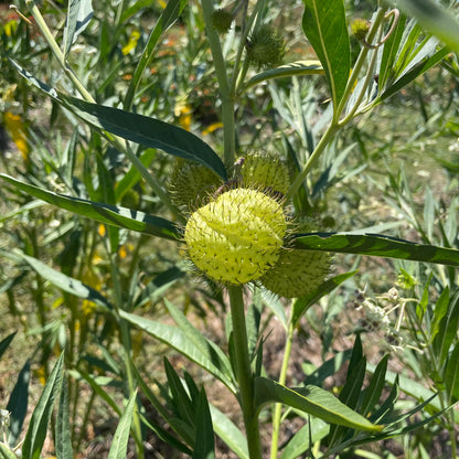 Close-up of hairy milkweed flowers (Gomphocarpus) with soft, fuzzy seed pods, showcasing their unique texture and natural beauty.