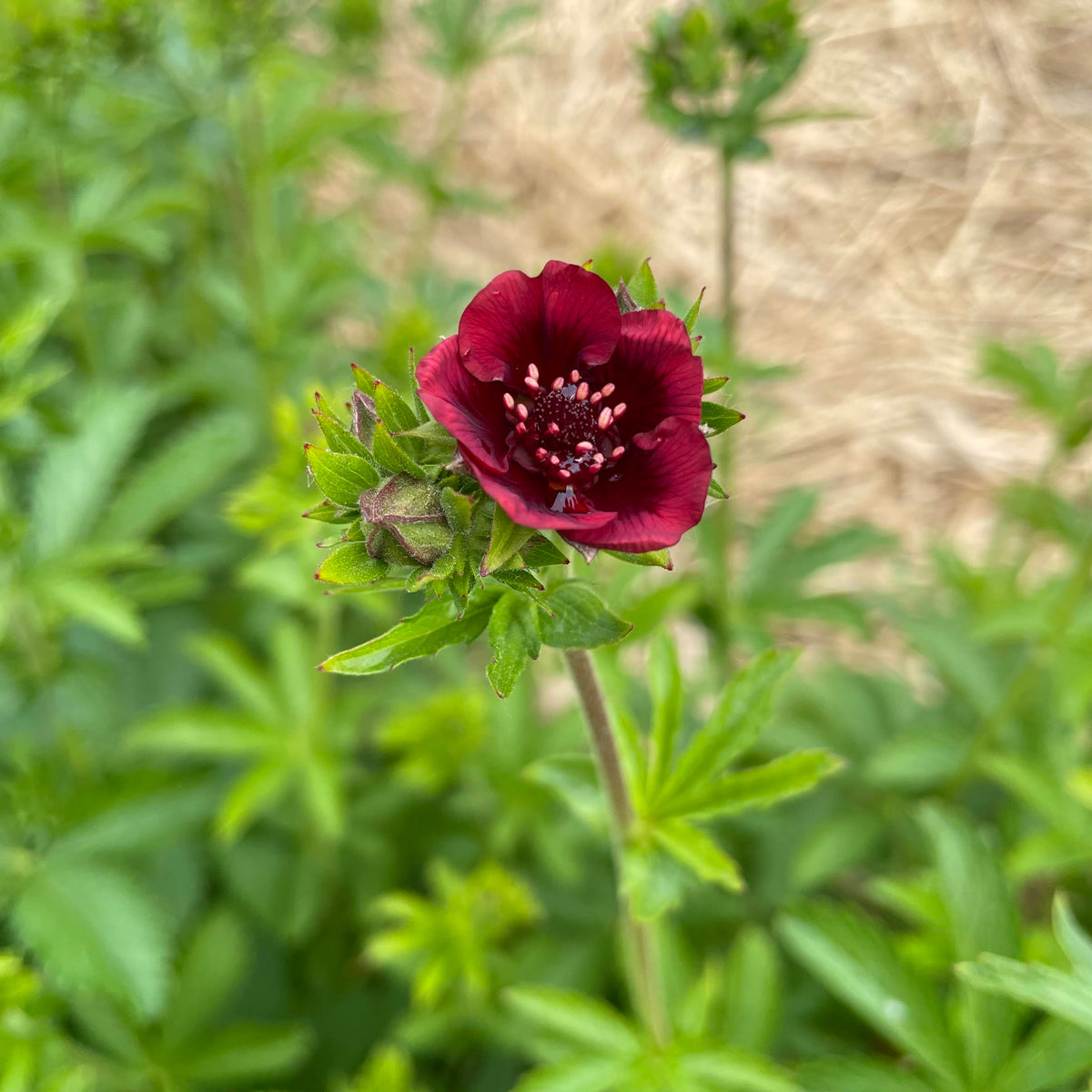 Bright scarlet cinquefoil flower with five petals and green foliage, showcasing vibrant blossoms and natural plant details.