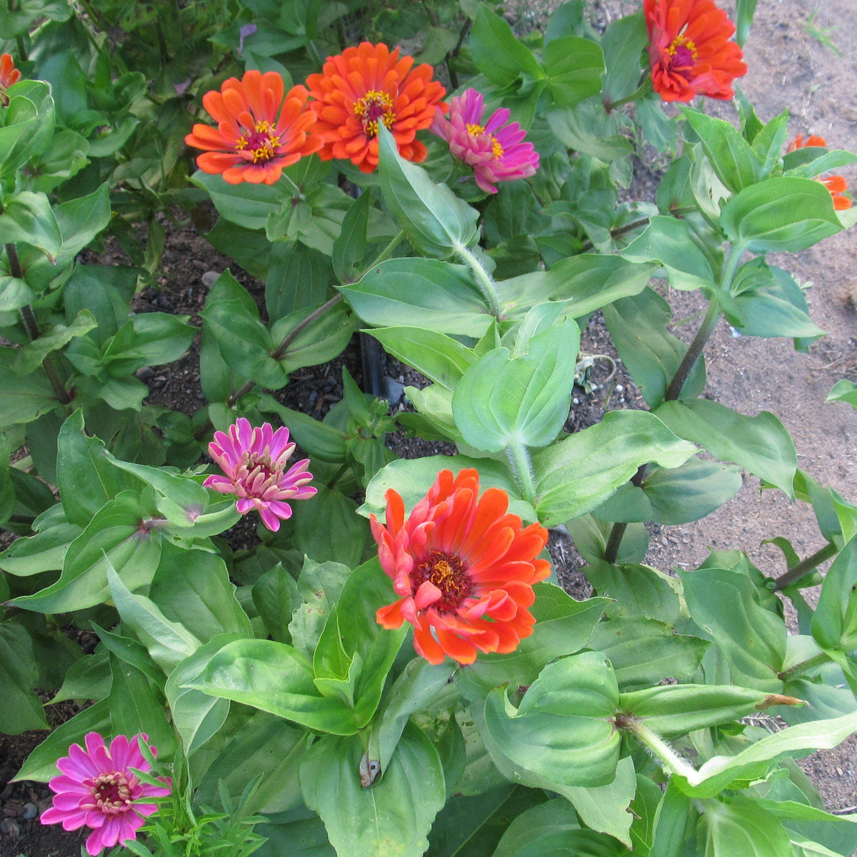 Bright orange and pink Zinnia flowers with layered petals, from Hudson Valley Seed Co., showcasing vibrant blooms.