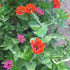Bright orange and pink Zinnia flowers with layered petals, from Hudson Valley Seed Co., showcasing vibrant blooms.