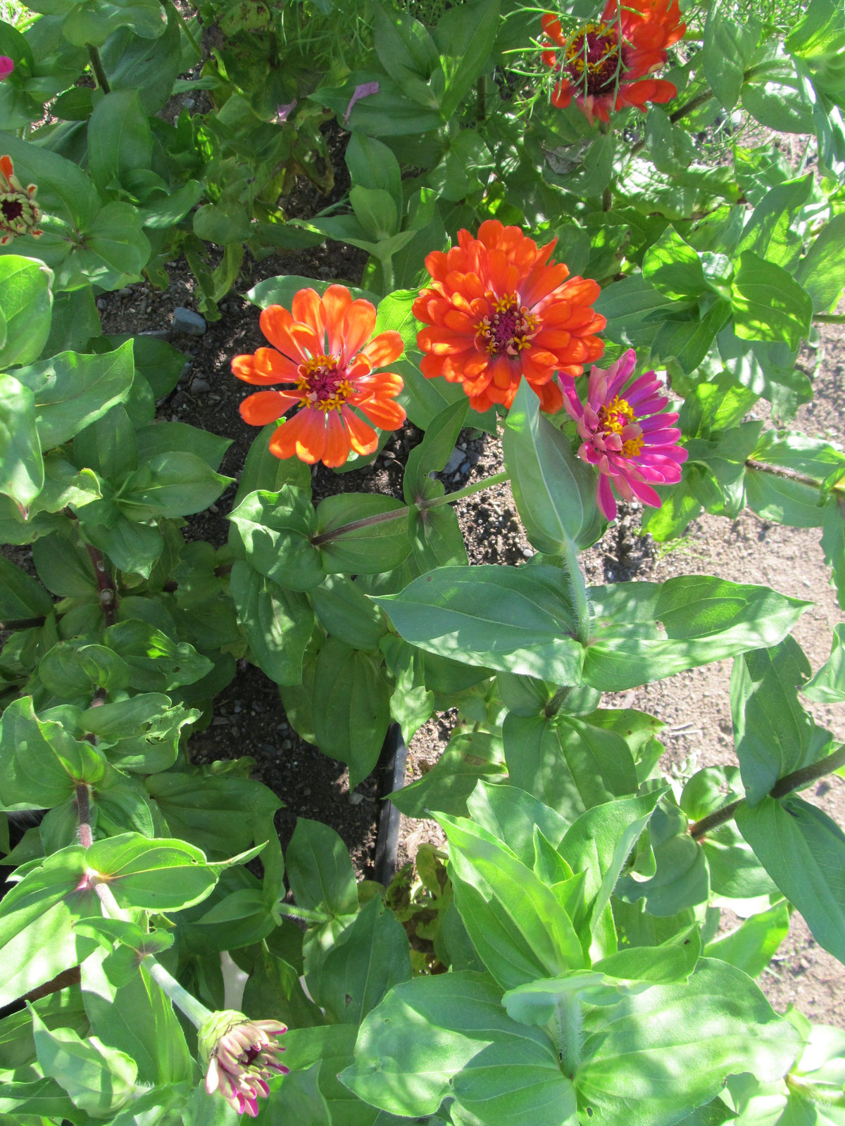 Vibrant orange and pink Dahlia Zinnia flowers from Hudson Valley Seed Co. arranged in a garden setting.