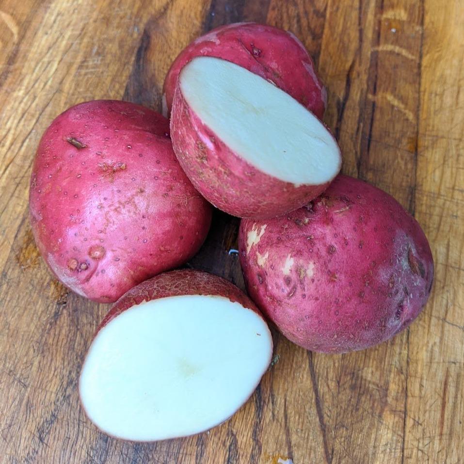 Dark red Norland potato from Hudson Valley Seed Co. shown in a vendor setting, highlighting its smooth skin and rich color.