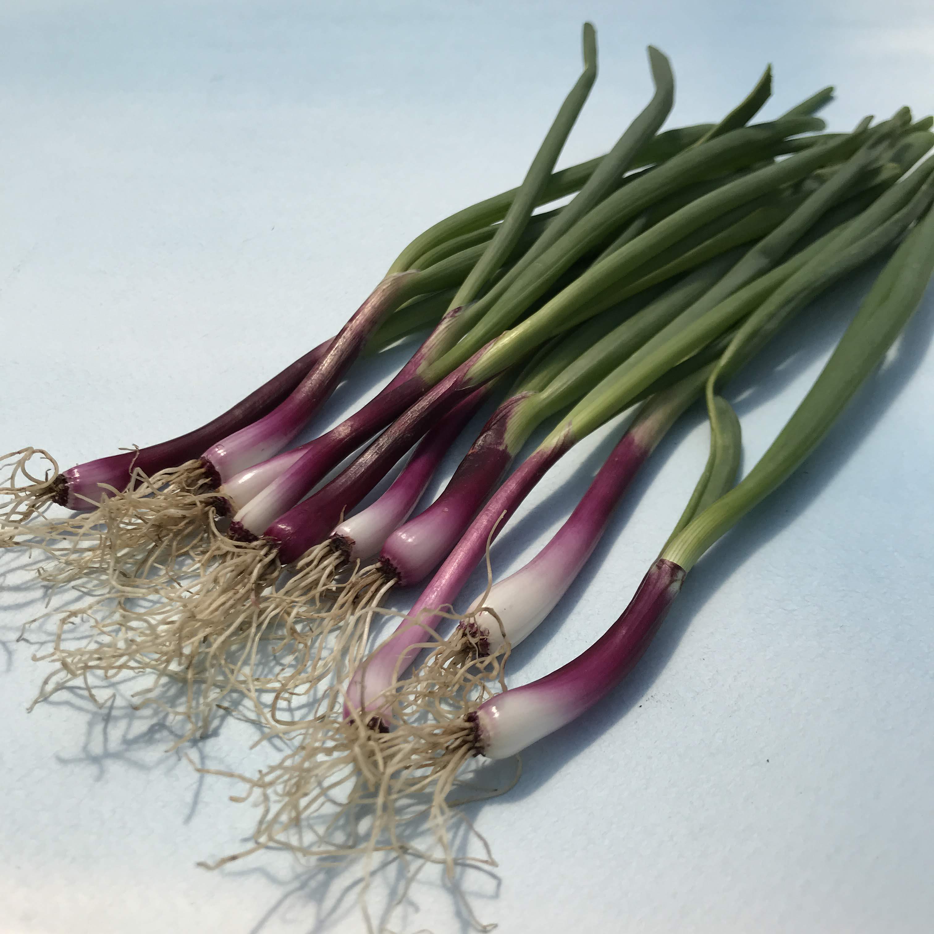 Fresh deep purple bunching onions from Hudson Valley Seed Co., showing vibrant purple tops and green stems.