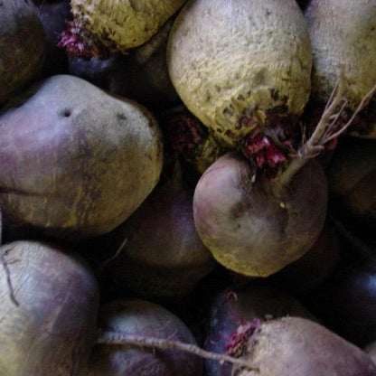 Fresh Detroit Dark Red Beet from Hudson Valley Seed Co., showcasing its vibrant, deep red color and leafy green tops.