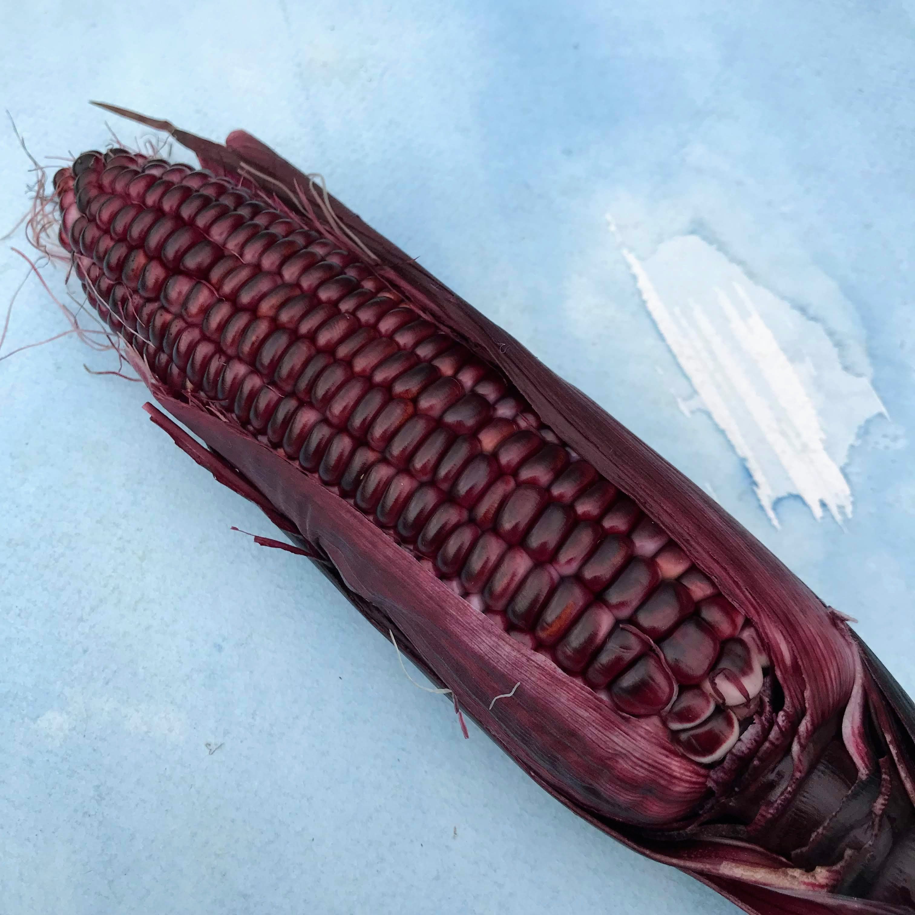 Fresh double red sweet corn from Hudson Valley Seed Co., showcasing vibrant red and yellow kernels on a rustic farm stand.
