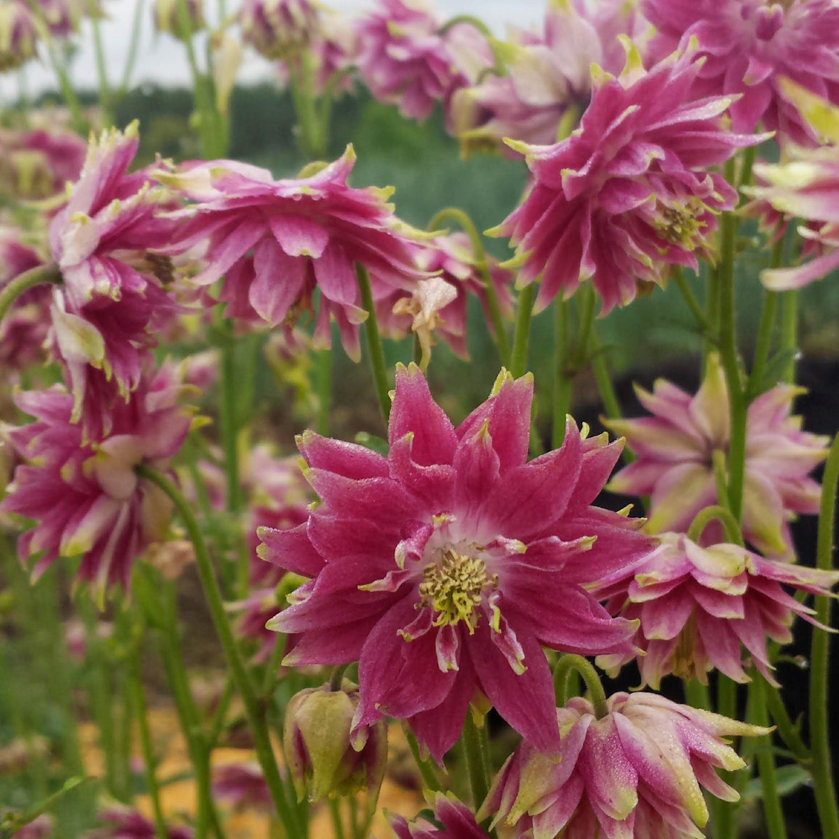 Pink and purple double take columbine flowers from Hudson Valley Seed Co. showcasing vibrant, multi-layered petals.