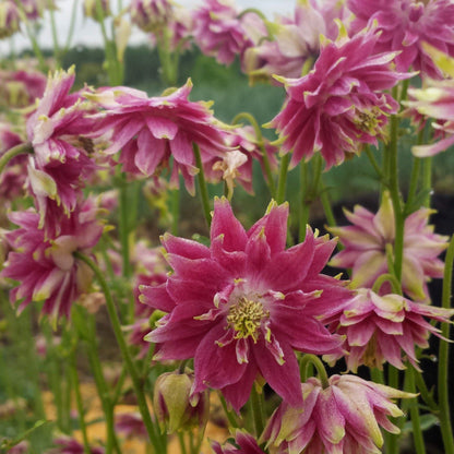 Pink and purple double take columbine flowers from Hudson Valley Seed Co. showcasing vibrant, multi-layered petals.