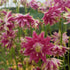 Pink and purple double take columbine flowers from Hudson Valley Seed Co. showcasing vibrant, multi-layered petals.