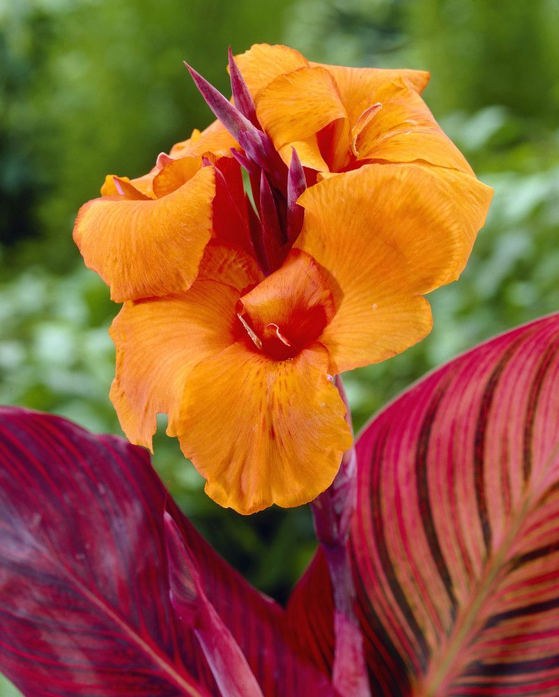 Bright yellow Durban Canna flowers with lush green leaves, showcasing vibrant tropical blooms in a natural outdoor setting.