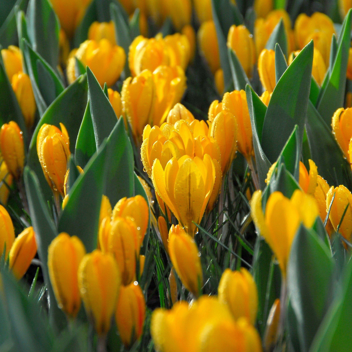 Bright yellow Dutch large flowering crocus bulb from Hudson Valley Seed Co. blooming with vibrant yellow petals.