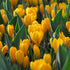 Bright yellow Dutch large flowering crocus bulb from Hudson Valley Seed Co. blooming with vibrant yellow petals.