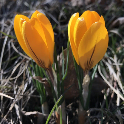 Bright yellow Dutch large flowering crocus flower from Hudson Valley Seed Co. blooming with vibrant petals.
