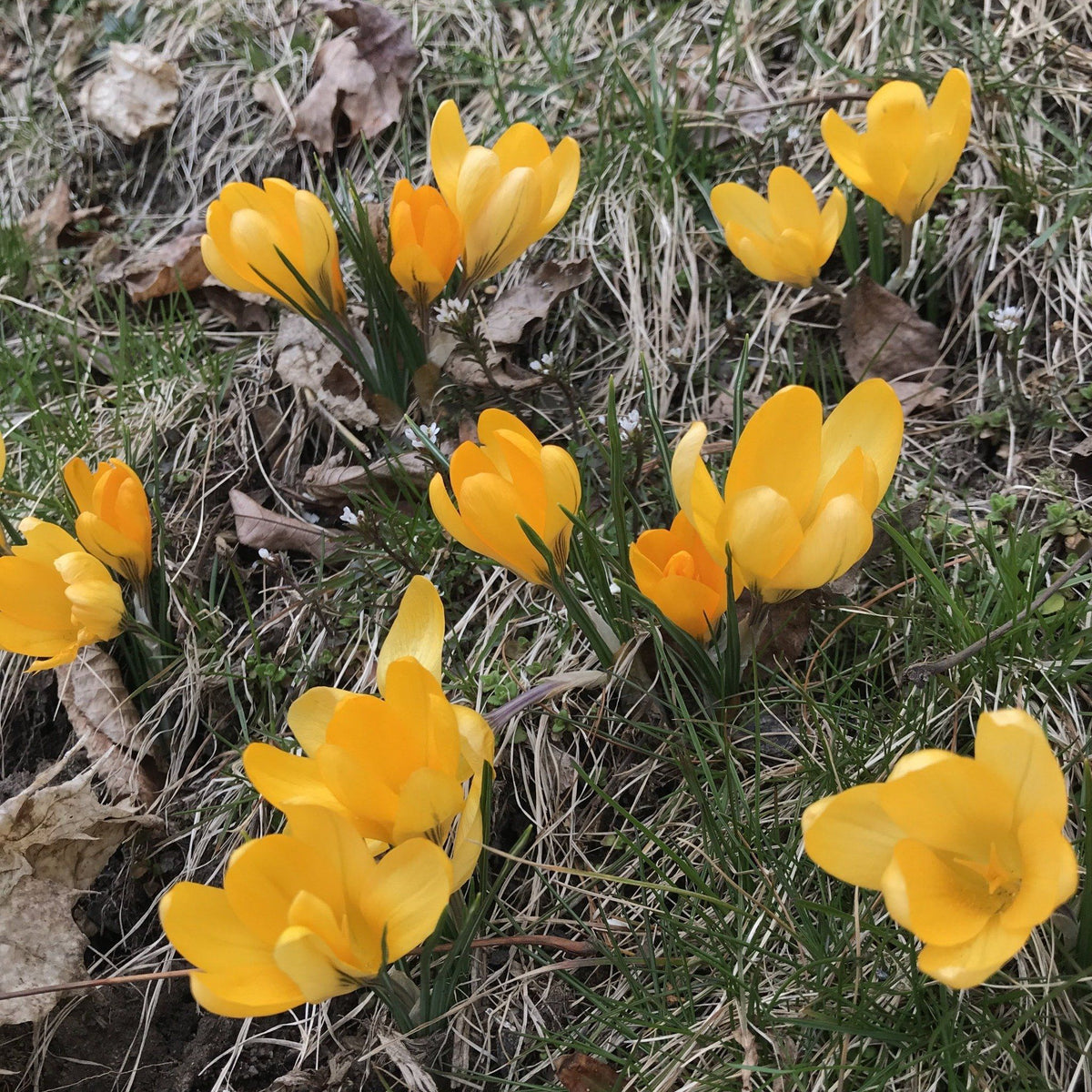 Bright yellow Dutch large flowering crocus flower from Hudson Valley Seed Co. with vibrant petals and green foliage.