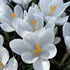 Large flowering Crocus &