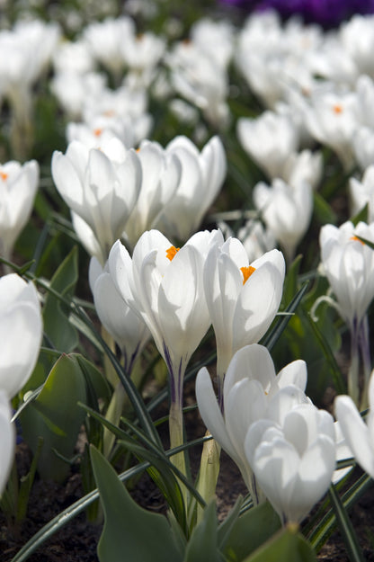 Large flowering crocus &
