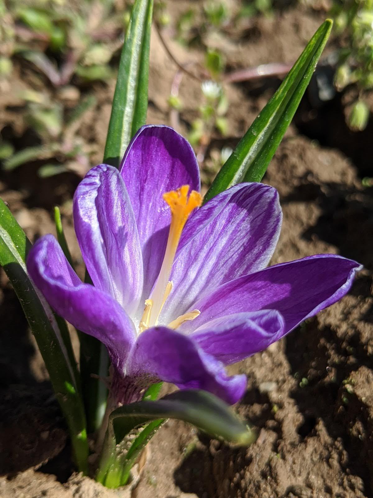 Dutch Large Flowering Crocus "Pickwick" vendor-unknown