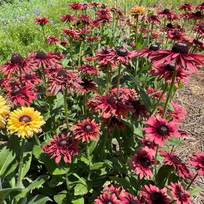 Close-up of Caramel Mix Rudbeckia flowers with vibrant orange and yellow petals, showcasing their bright, cheerful blooms.