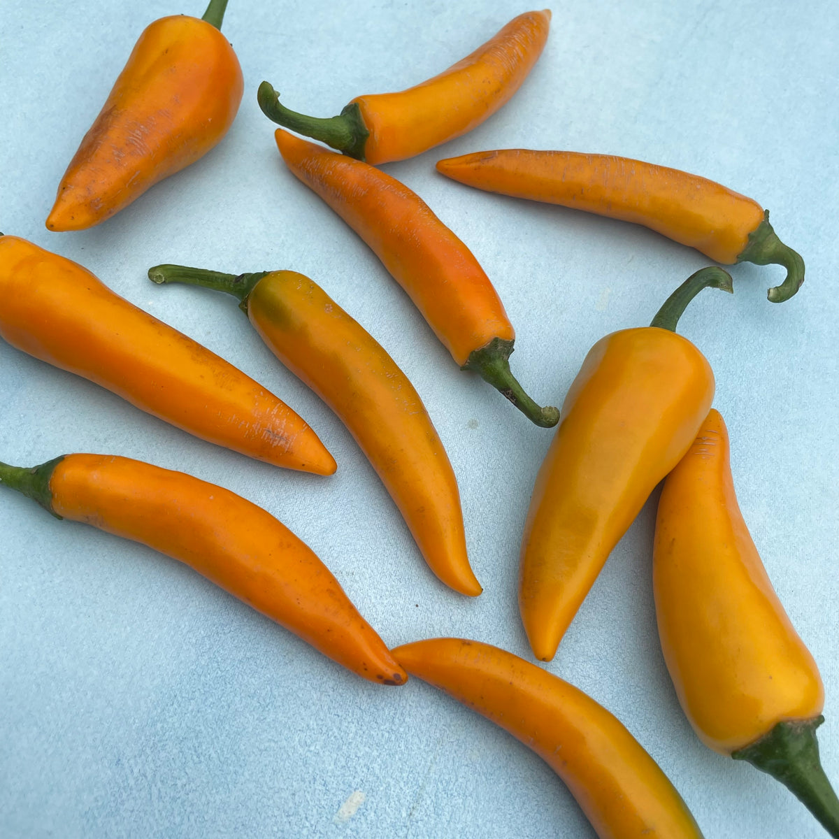 Fresh Bulgarian carrot chile pepper from Hudson Valley Seed Co., vibrant orange and green vegetables with a spicy appearance.