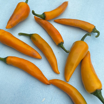 Fresh Bulgarian carrot chile pepper from Hudson Valley Seed Co., vibrant orange and green vegetables with a spicy appearance.