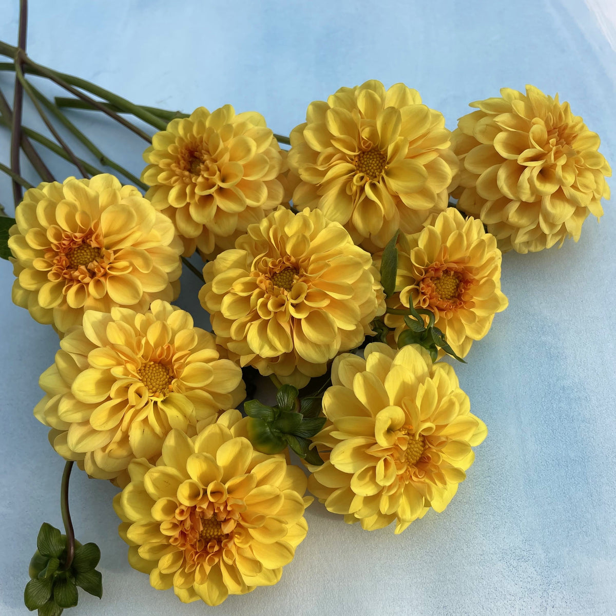 Golden Scepter Dahlia tuber from Hudson Valley Seed Co. with vibrant yellow and orange dahlia flowers in full bloom.
