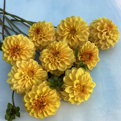 Golden Scepter Dahlia tuber from Hudson Valley Seed Co. with vibrant yellow and orange dahlia flowers in full bloom.