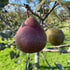 Seckel Pear Tree with lush green leaves and developing pears, ideal for home orchards and backyard gardens.