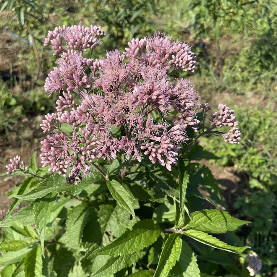 Spotted Joe Pye Weed flower from Hudson Valley Seed Co., showcasing vibrant, spotted blooms in a natural setting.