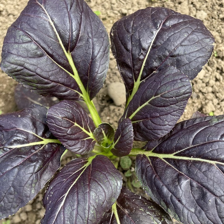 Fresh scarlet red Tatsoi leafy vegetable from Hudson Valley Seed Co., showcasing vibrant red and green leaves.