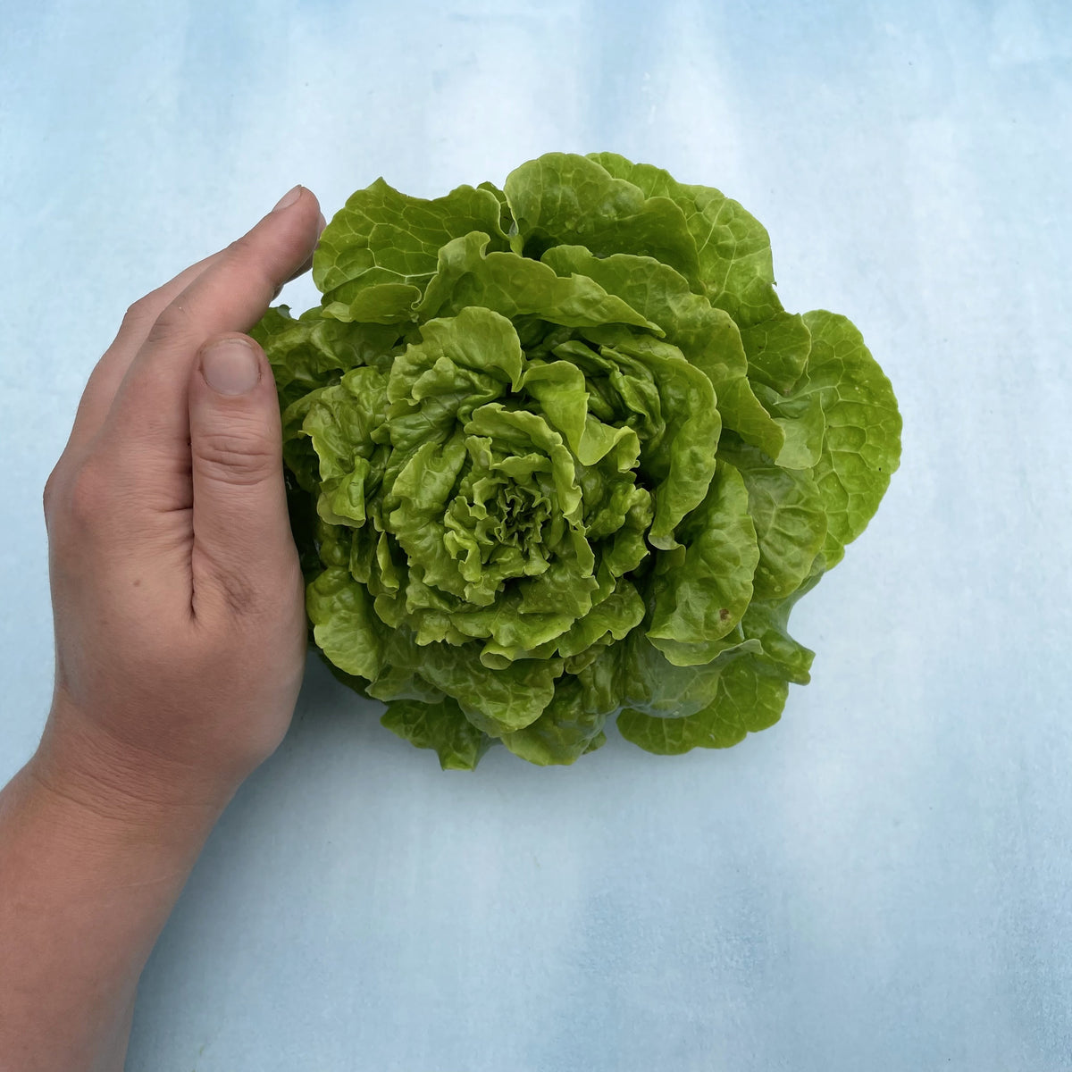 Fresh Tom Thumb lettuce from Hudson Valley Seed Co. showcasing vibrant, crisp green leaves perfect for salads and sandwiches.