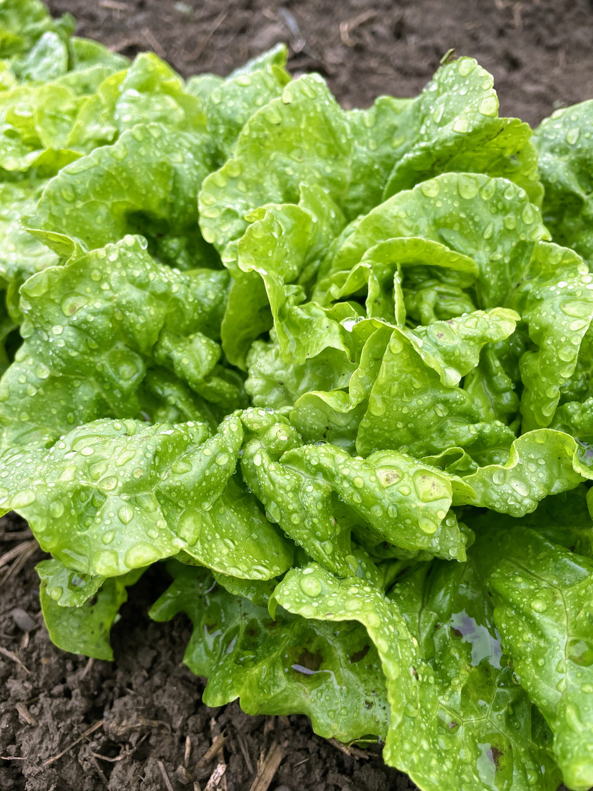 Fresh Tom Thumb lettuce from Hudson Valley Seed Co., showcasing vibrant green, compact vegetable leaves on a farm.