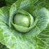 Fresh Early Jersey Wakefield cabbage from Hudson Valley Seed Co., showcasing its leafy green head and crisp texture.