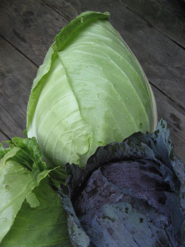 Early Jersey Wakefield cabbage vegetable from Hudson Valley Seed Co. with fresh, leafy green heads on a farm stand.