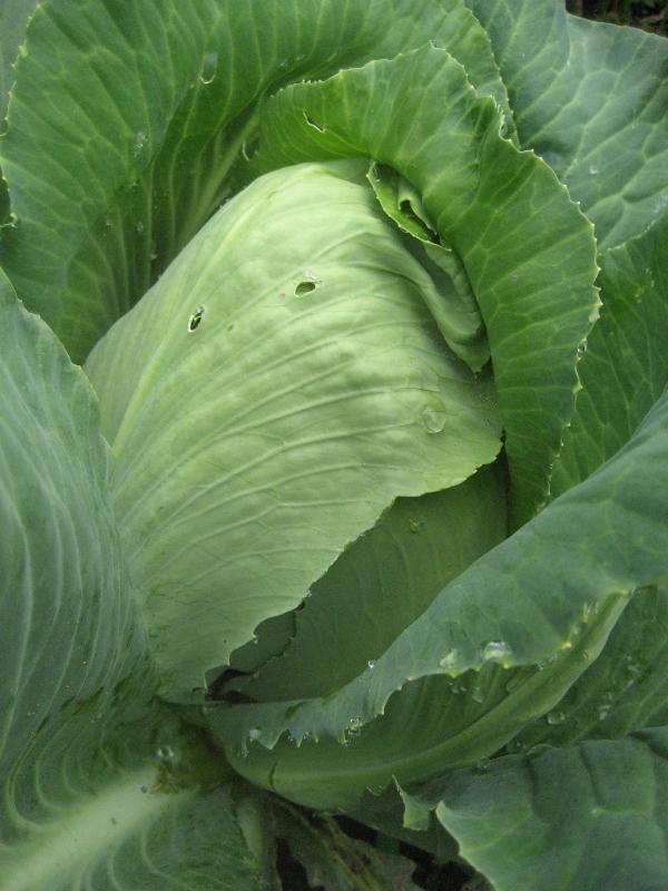 Fresh Early Jersey Wakefield cabbage from Hudson Valley Seed Co., showcasing its round, leafy green vegetable appearance.