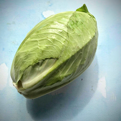 Fresh Early Jersey Wakefield cabbage from Hudson Valley Seed Co., displaying its green, tight-leafed vegetable on a market stand.