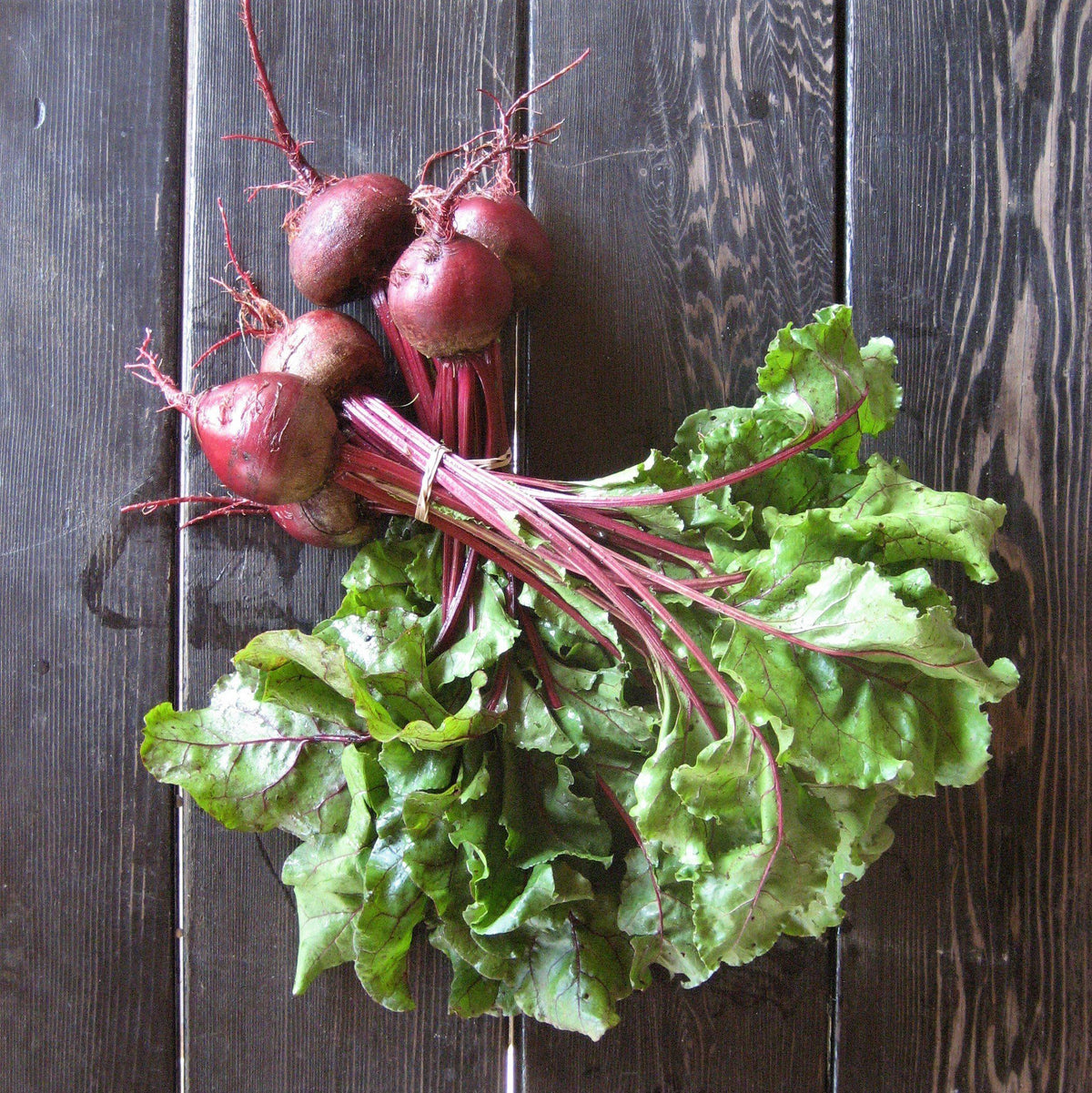 Fresh Early Wonder Tall Top Beet from Hudson Valley Seed Co., showcasing its vibrant green foliage and round, deep red root.